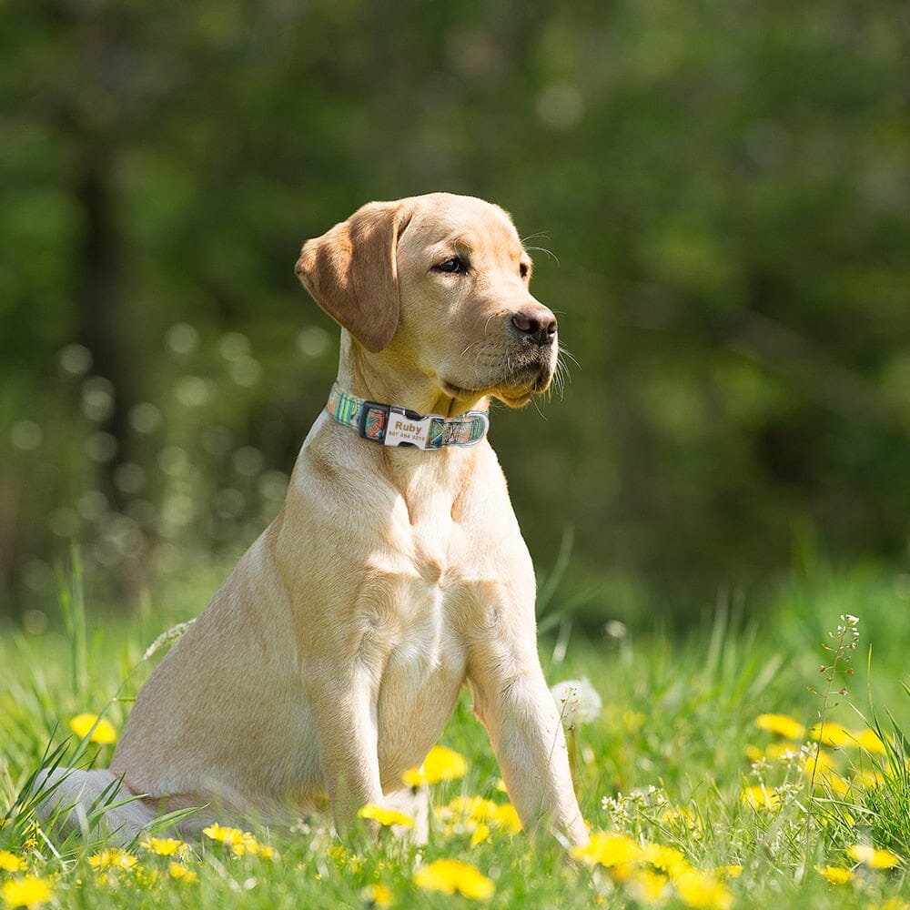 AdjustableDogCollar™ - Woof Woof Lover